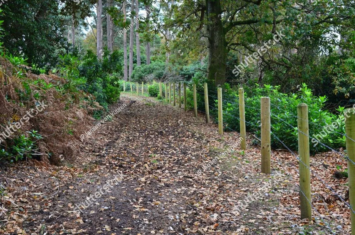 A leaf-covered path through bare autumn woods