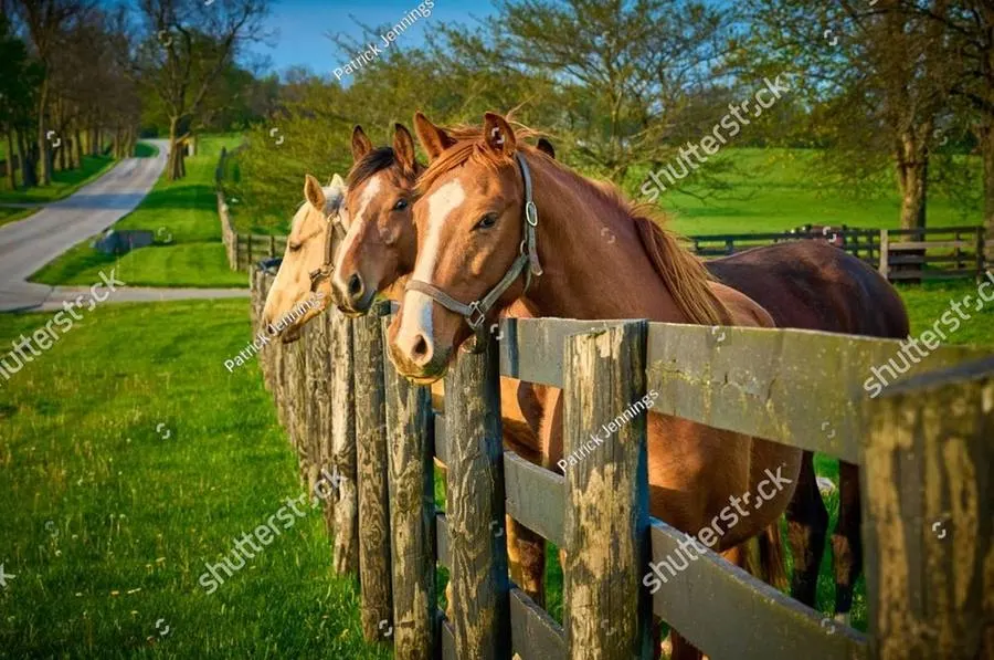 Three horses leaning over a weathered rail fence